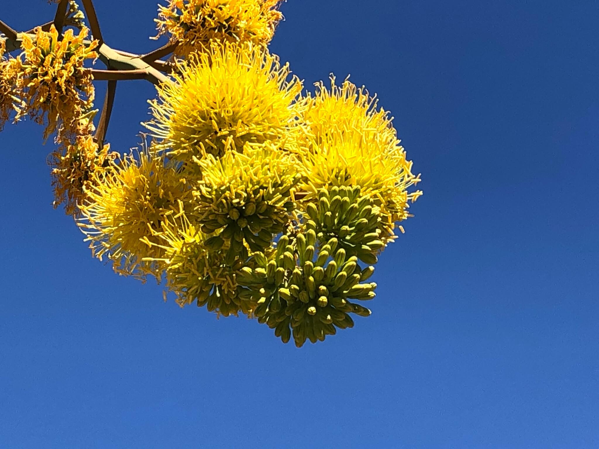 Agave cerulata